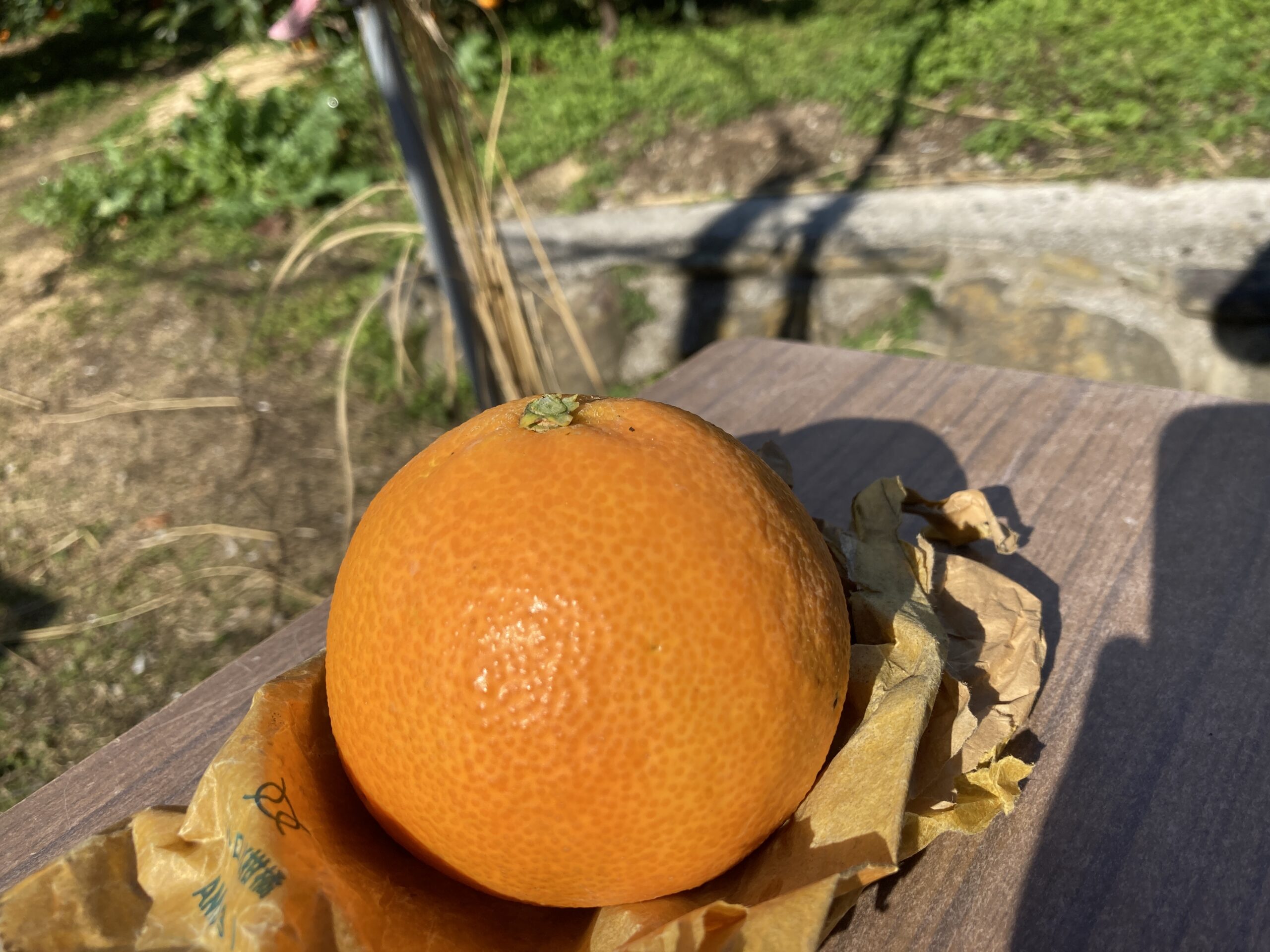 今 の 時期 の 柑橘類